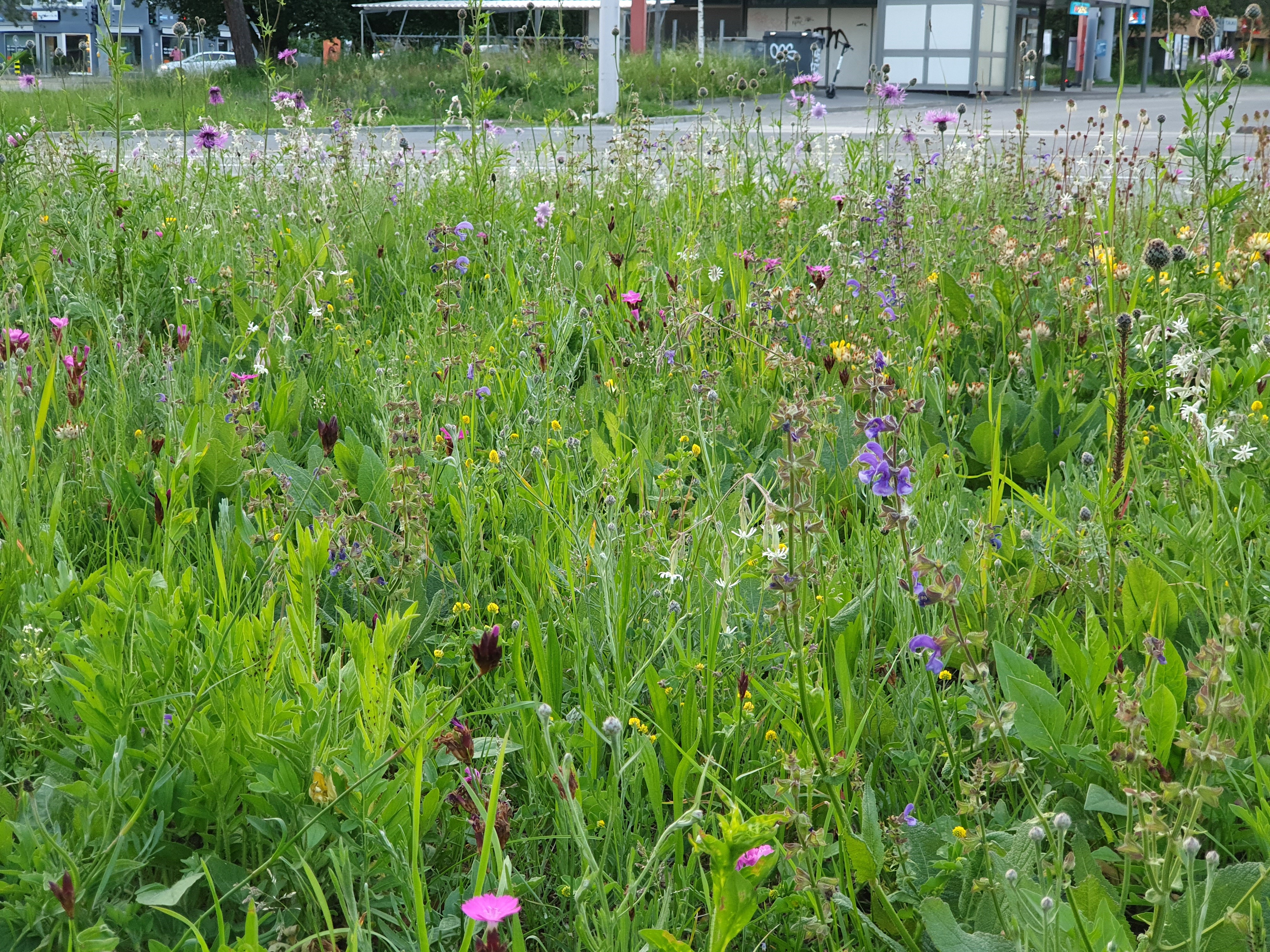 Grünfläche mit vielen verschiedenen bunt blühenden Wiesenpflanzen.
