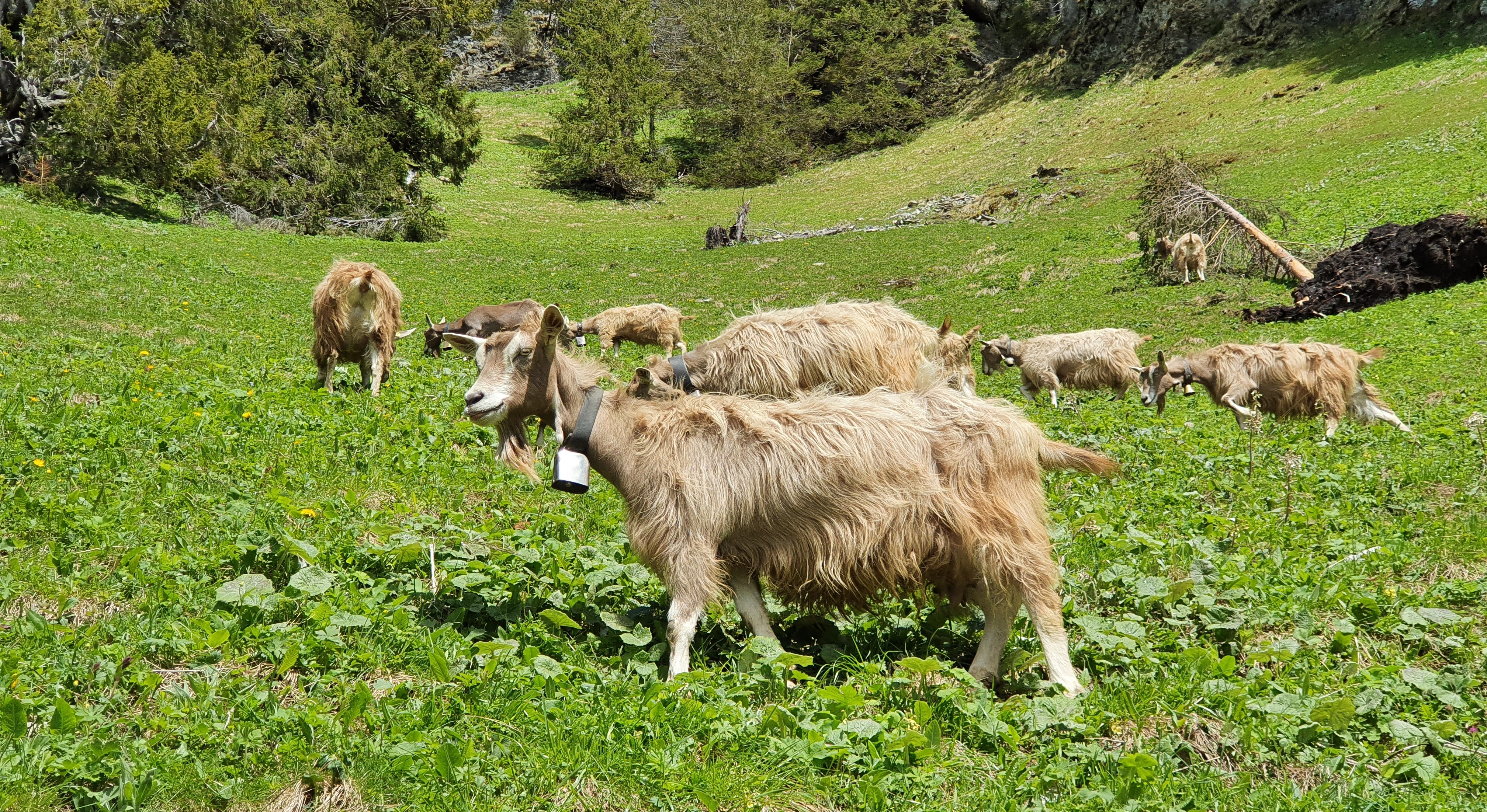 Ziegen auf einer steilen Weide.