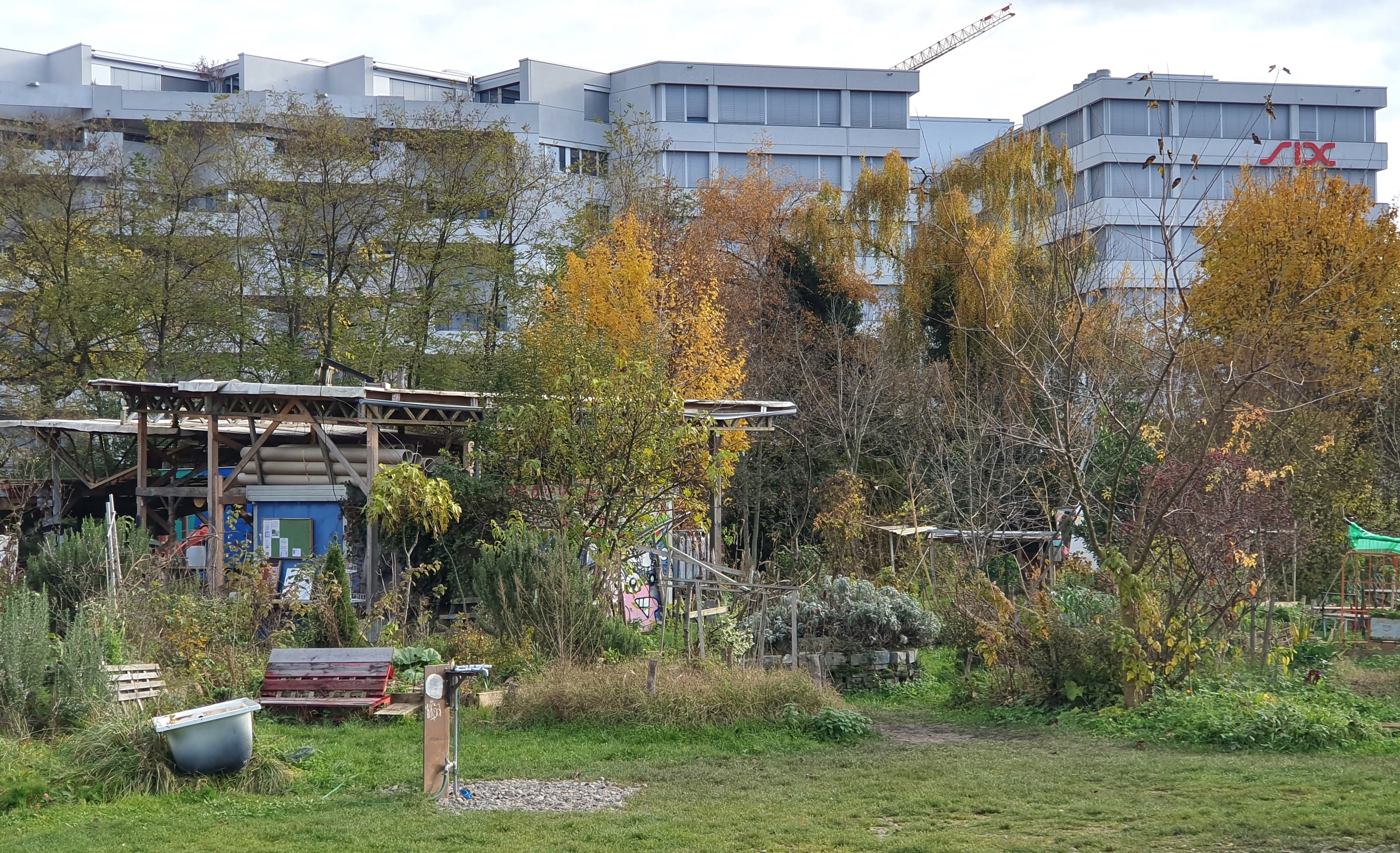 Kleingärten mit Hochhäusern im Hintergrund.