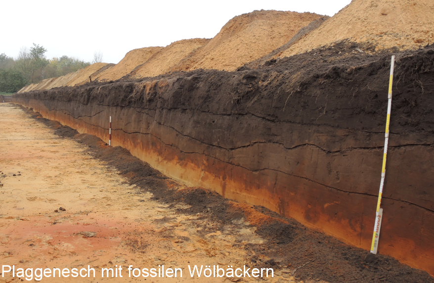 Plaggenesch mit fossilen Wölbäckern